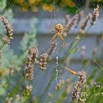 Dünyanın en zehirli örümceği!  O ilde de görüldü, Türkiye'de de yayılıyor…